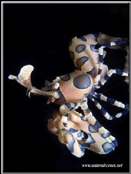 I was very lucky when I saw this harlequin shrimp climbin... by Erika Antoniazzo 